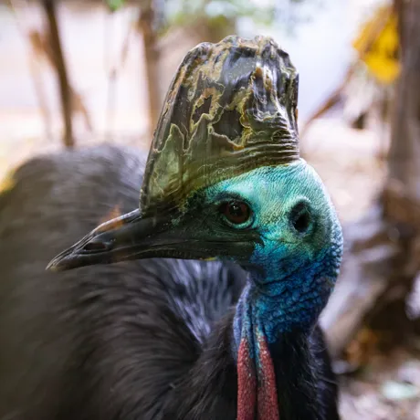 WILD LIFE Sydney Zoo Southern Cassowary